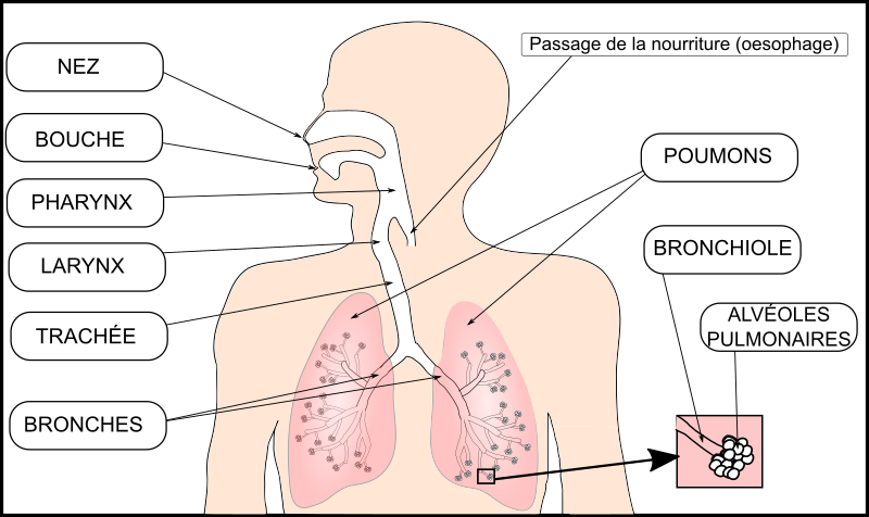 le système respiratoire